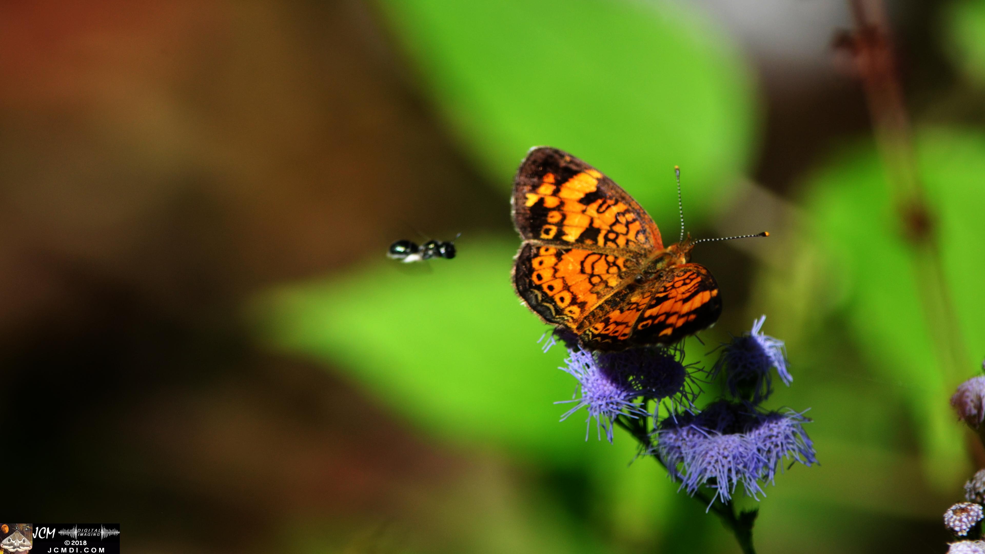 A Pearl Crescent Butterfly with wasp wingman at Old Hickory Lake.jpg